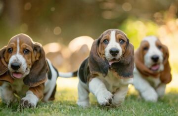 basset-hound-wallpaper-hd-2560×1440-214117-960×540-1
