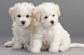 bichon-header-1024×555-1