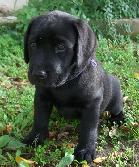 LABRADOR ΧΡΥΣΑ,ΜΠΕΖ ΚΑΙ ΜΑΥΡΑ ΚΟΥΤΑΒΑΚΙΑ