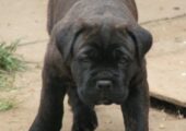 CANE CORSO ΜΑΥΡΑ ΚΟΥΤΑΒΑΚΙΑ