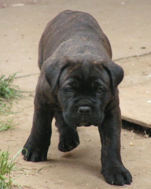 CANE CORSO ΜΑΥΡΑ ΚΟΥΤΑΒΑΚΙΑ