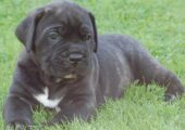 CANE CORSO ΜΑΥΡΑ ΚΟΥΤΑΒΑΚΙΑ