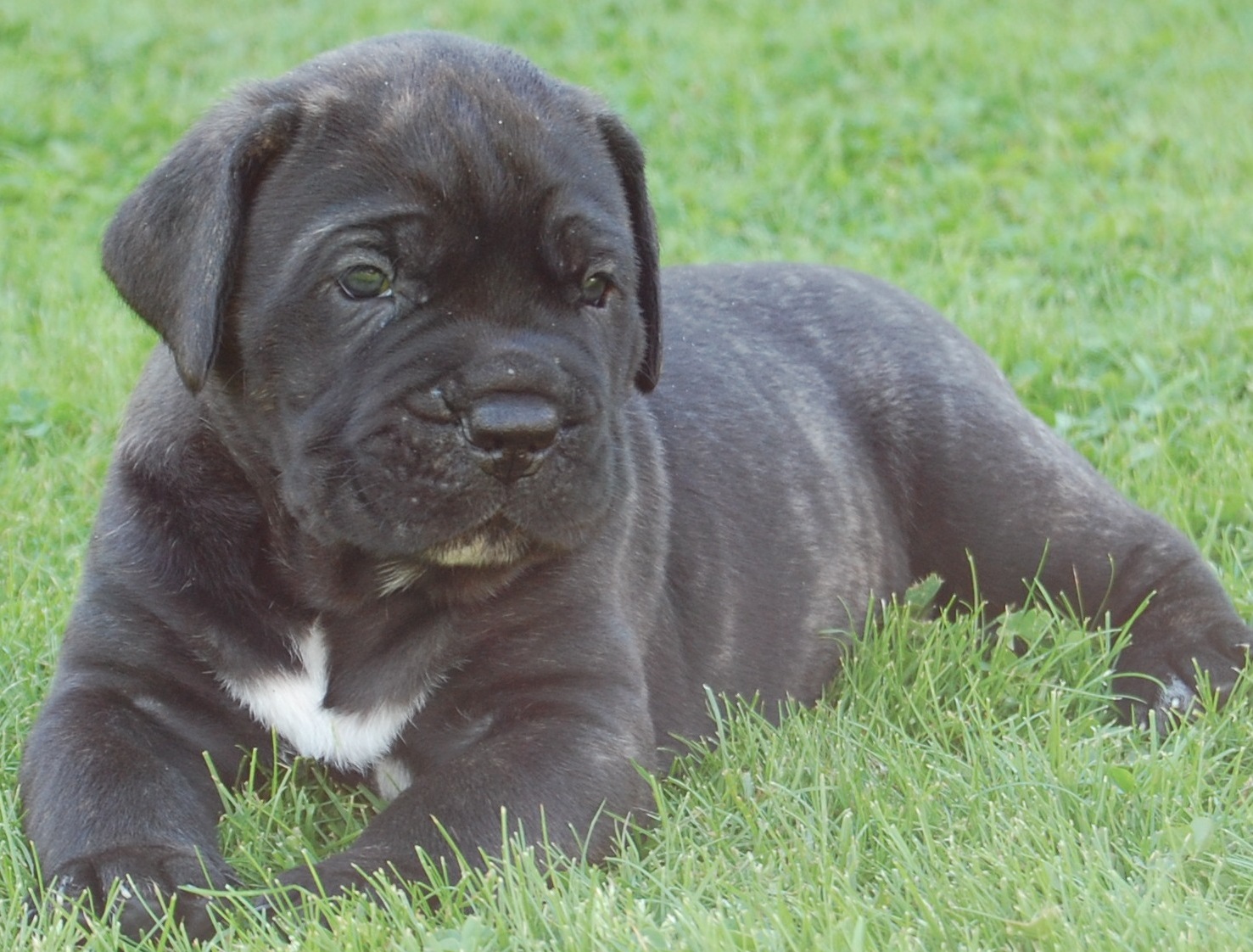 CANE CORSO ΜΑΥΡΑ ΚΟΥΤΑΒΑΚΙΑ