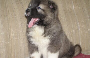 caucasian-shepherd-puppy-wallpaper