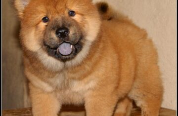 cute-red-chow-chow-puppies