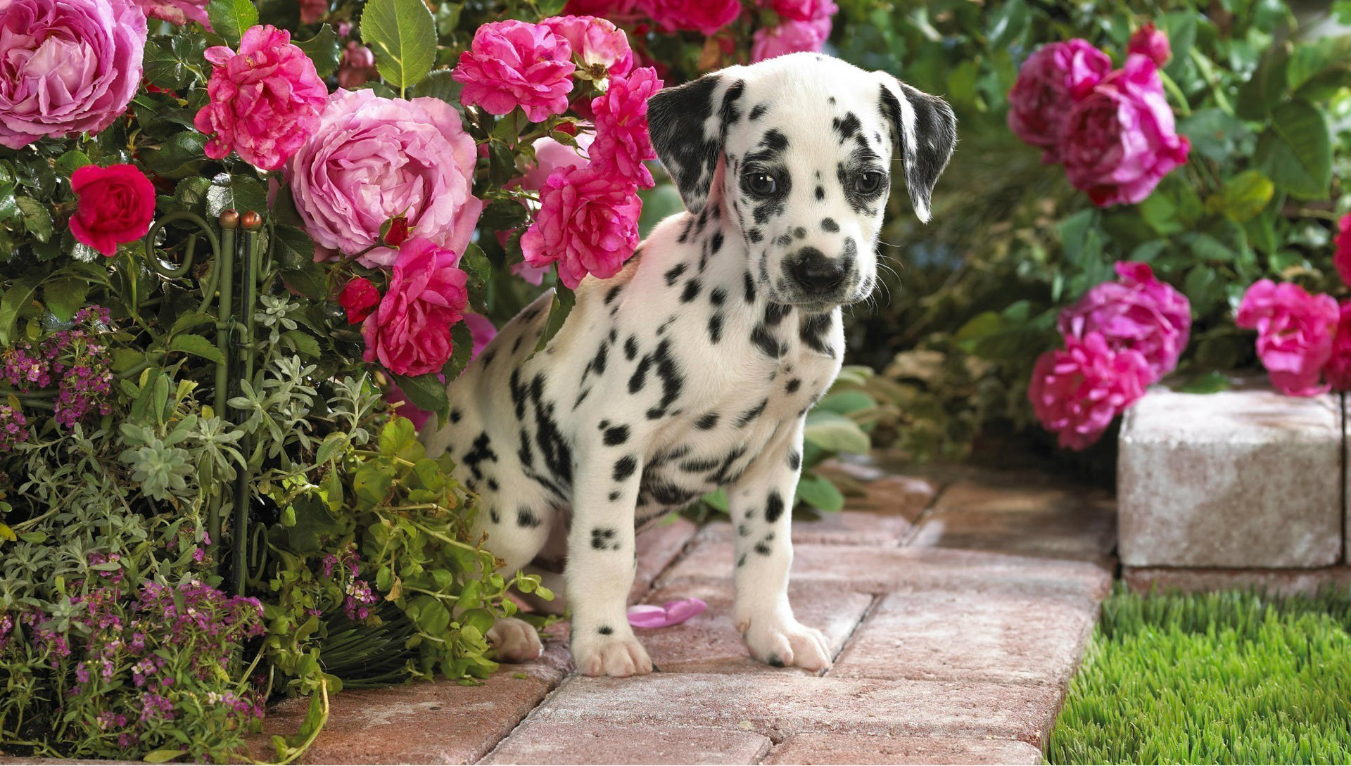 DALMATIAN ΔΑΛΜΑΤΙΑΣ ΚΟΥΤΑΒΑΚΙΑ