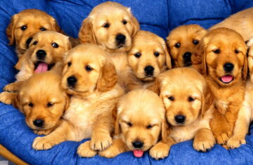 dogs-golden-retriever-puppies-wallpaper