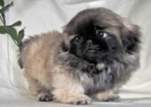 PEKINGESE ΠΕΚΙΝΟΥΑ ΚΟΥΤΑΒΑΚΙΑ