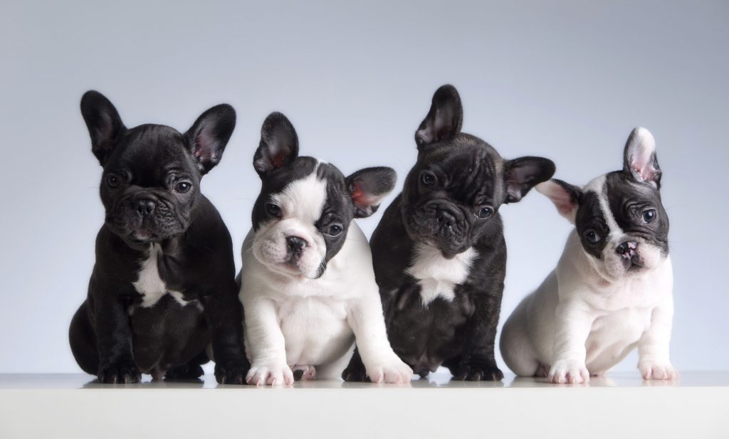 FRENCH BULLDOG ΓΑΛΛΙΚΑ ΜΠΟΥΛΝΤΟΓΚ ΚΟΥΤΑΒΑΚΙΑ