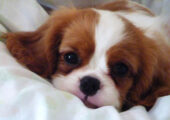 CAVALIER KING CHARLES ΚΟΥΤΑΒΑΚΙΑ