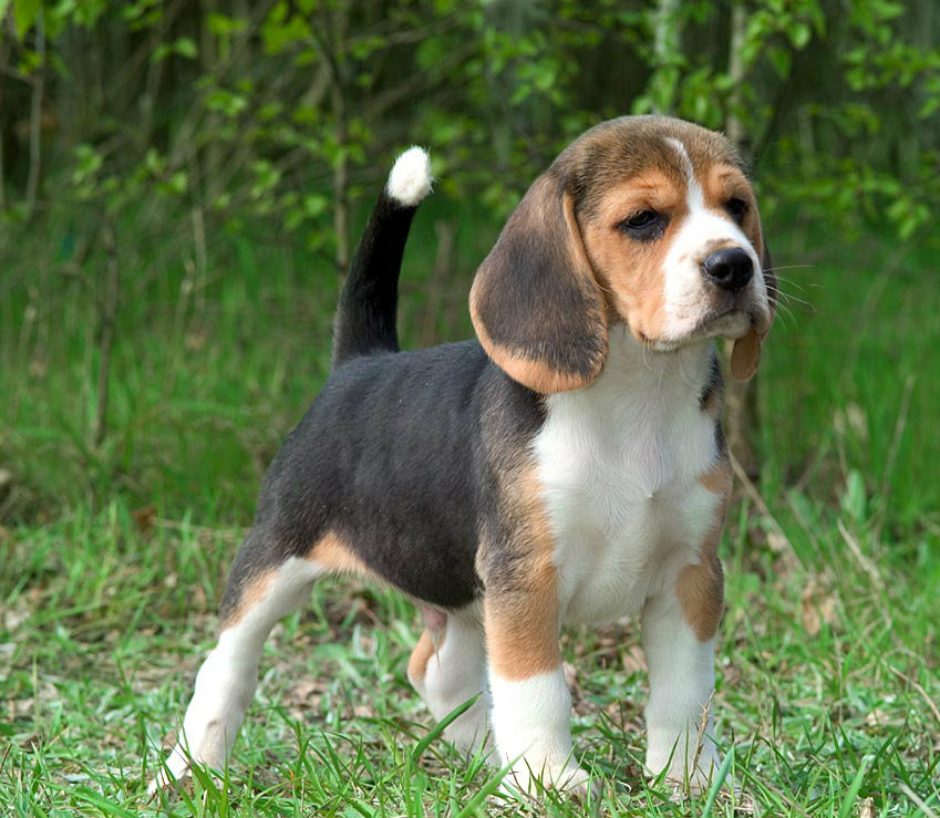 BEAGLE KOYTABAKIA