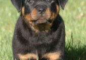 ROTTWEILER ΡΟΤΒΑΙΛΕΡ KOYTABAKIA