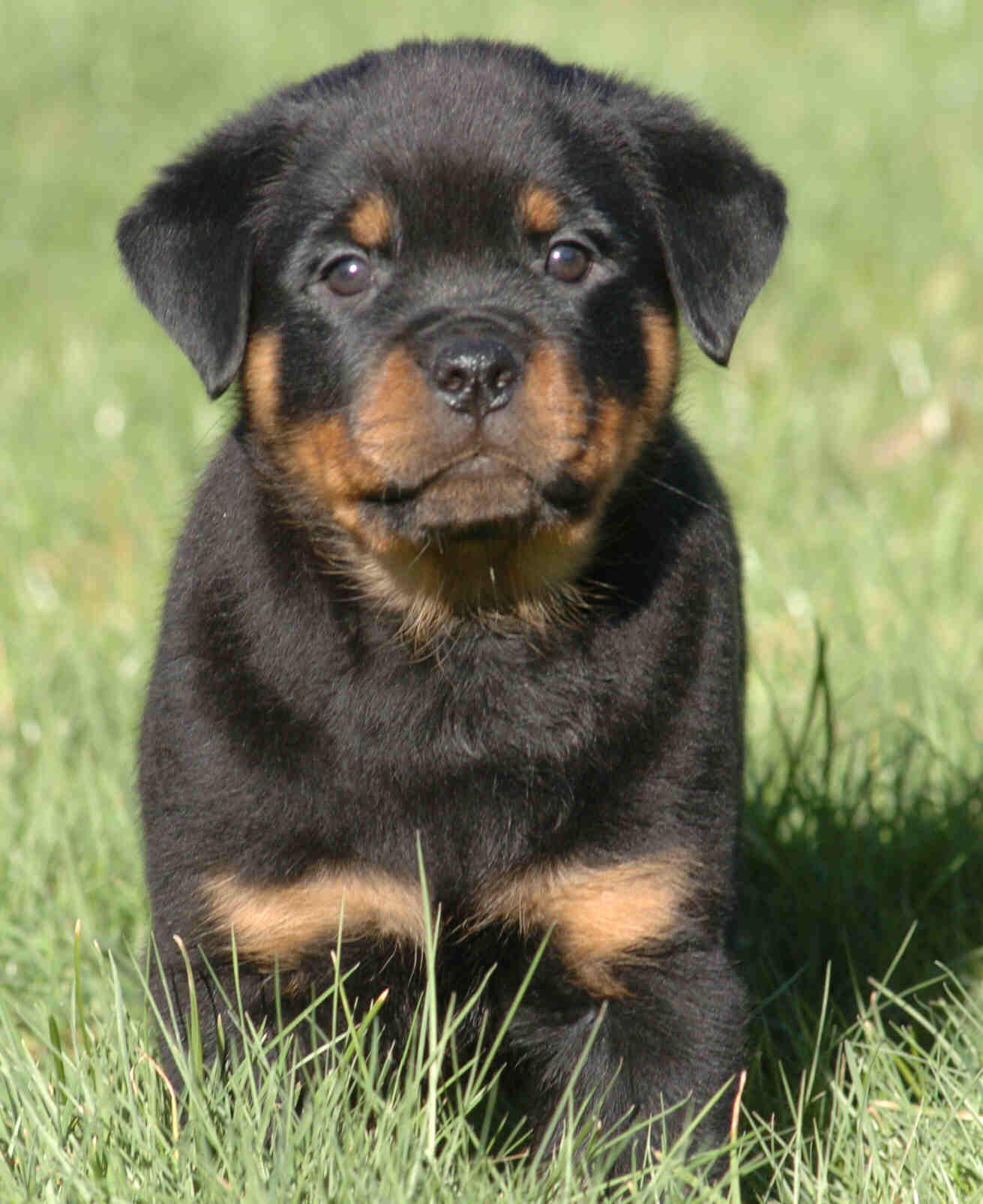 ROTTWEILER ΡΟΤΒΑΙΛΕΡ KOYTABAKIA