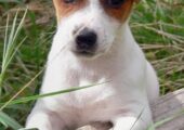 JACK RUSSELL ΤΖΑΚ ΡΑΣΕΛ ΚΟΥΤΑΒΑΚΙΑ