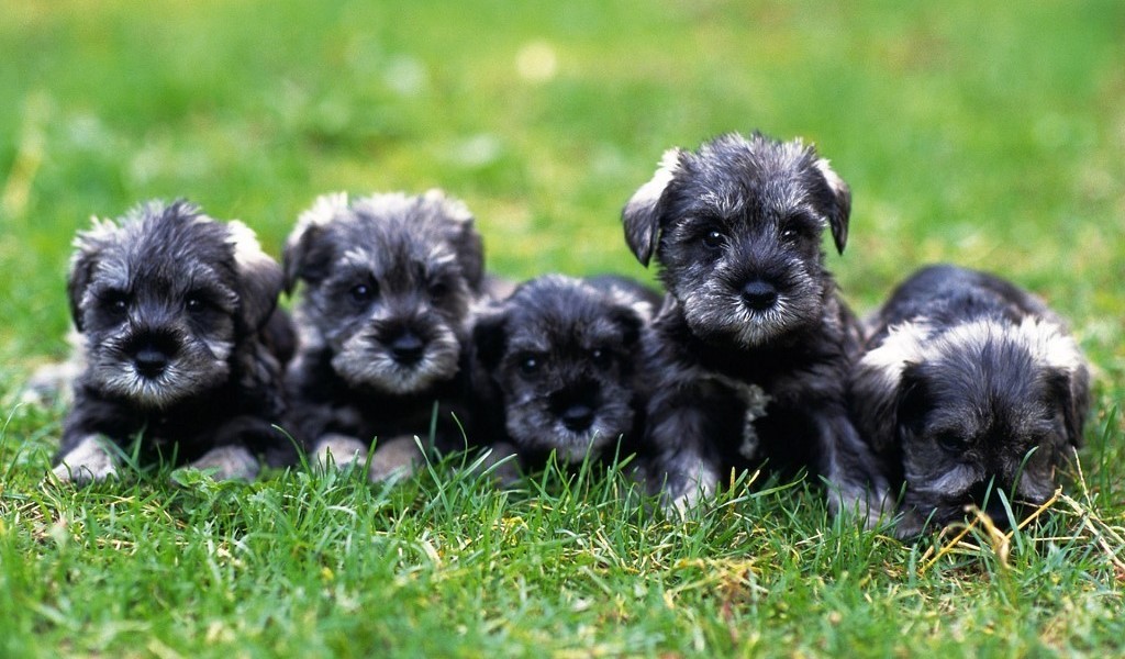 SCHNAUZER ΣΝΑΟΥΖΕΡ ΚΟΥΤΑΒΑΚΙΑ
