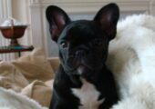 FRENCH BULLDOG ΓΑΛΛΙΚΑ ΜΠΟΥΛΝΤΟΓΚ ΚΟΥΤΑΒΑΚΙΑ