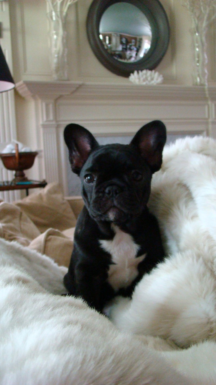 FRENCH BULLDOG ΓΑΛΛΙΚΑ ΜΠΟΥΛΝΤΟΓΚ ΚΟΥΤΑΒΑΚΙΑ