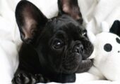 FRENCH BULLDOG ΓΑΛΛΙΚΑ ΜΠΟΥΛΝΤΟΓΚ ΚΟΥΤΑΒΑΚΙΑ