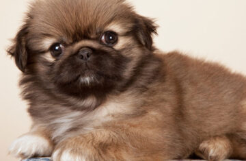 pekingese-puppies-10