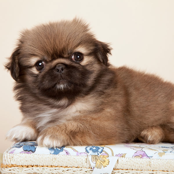 PEKINGESE ΠΕΚΙΝΟΥΑ ΚΟΥΤΑΒΑΚΙΑ