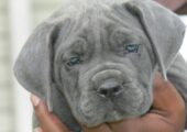 CANE CORSO BLUE ΚΟΥΤΑΒΑΚΙΑ