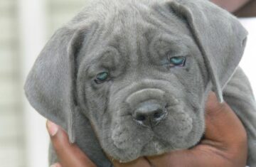 pic199678_caine_Cane_Corso