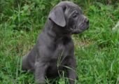 CANE CORSO BLUE ΚΟΥΤΑΒΑΚΙΑ