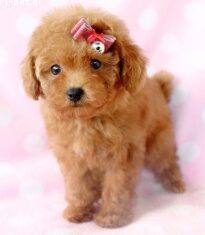 poodle_113802_1_t