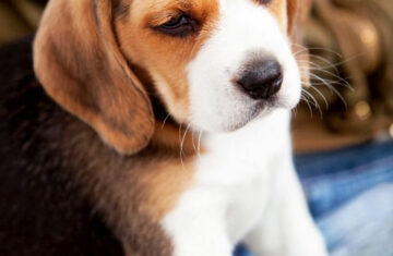 sad-beagle-puppies-pictures