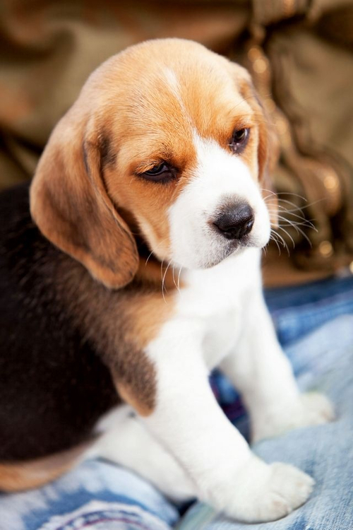 BEAGLE KOYTABAKIA