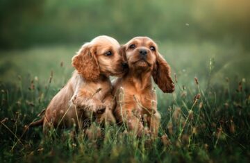 szczeniaki-cocker-spaniela