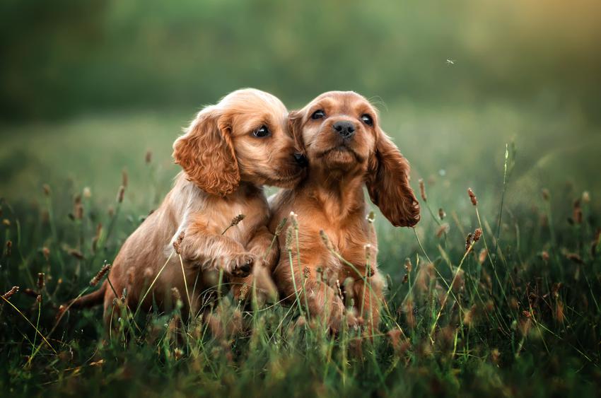 COCKER SPANIEL ΚΟΥΤΑΒΑΚΙΑ