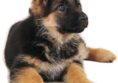 GERMAN SHEPHERD ΓΕΡΜΑΝΙΚΑ ΠΟΙΜΕΝΙΚΑ ΚΟΥΤΑΒΑΚΙΑ
