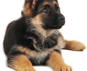 tumblr_lk4ywuaPKL1qi4ucgo1_400