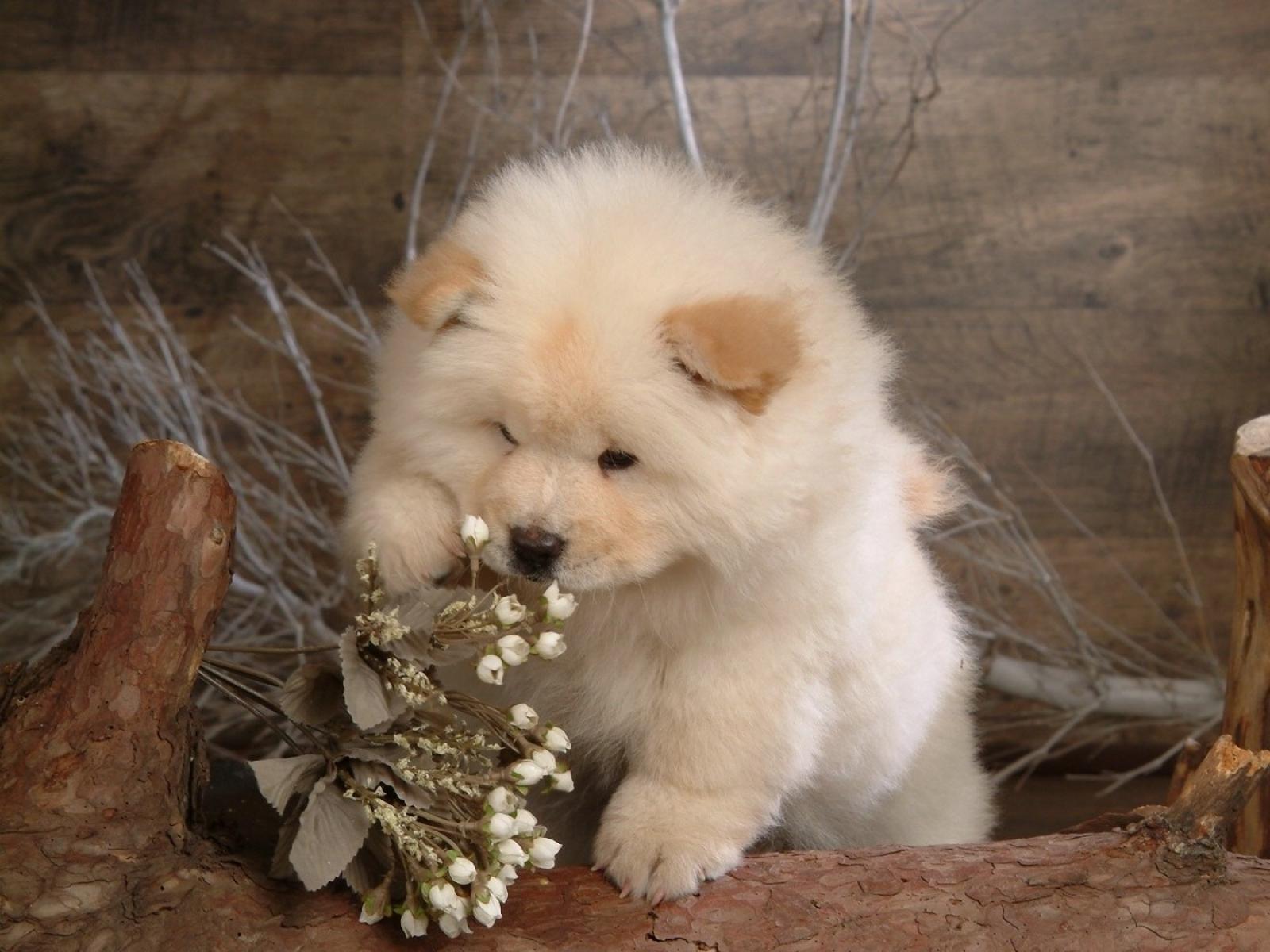 CHOW CHOW ΛΕΥΚΑ ΚΟΥΤΑΒΑΚΙΑ