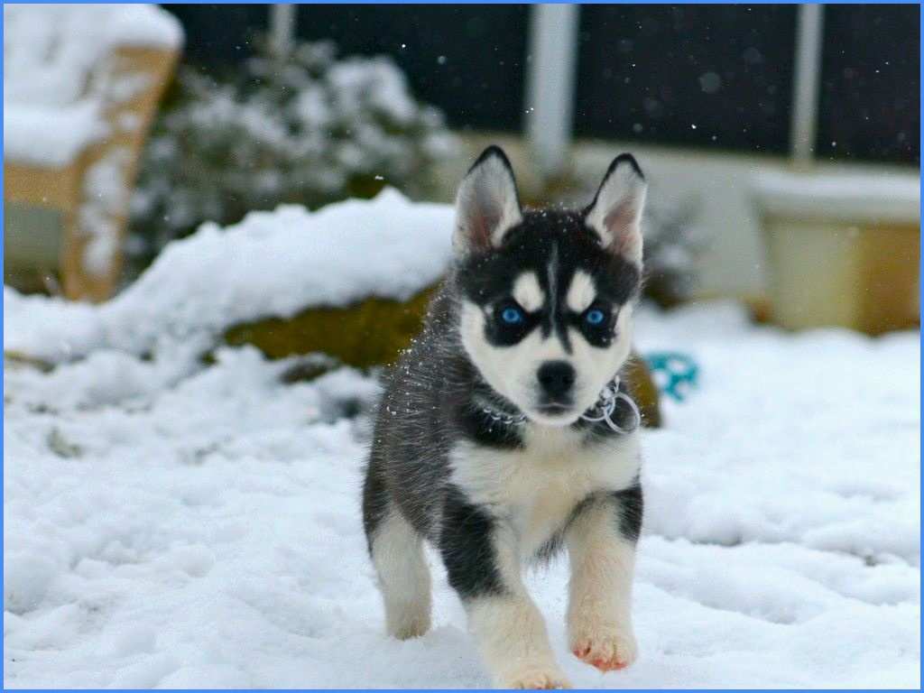 HUSKY ΚΟΥΤΑΒΑΚΙΑ